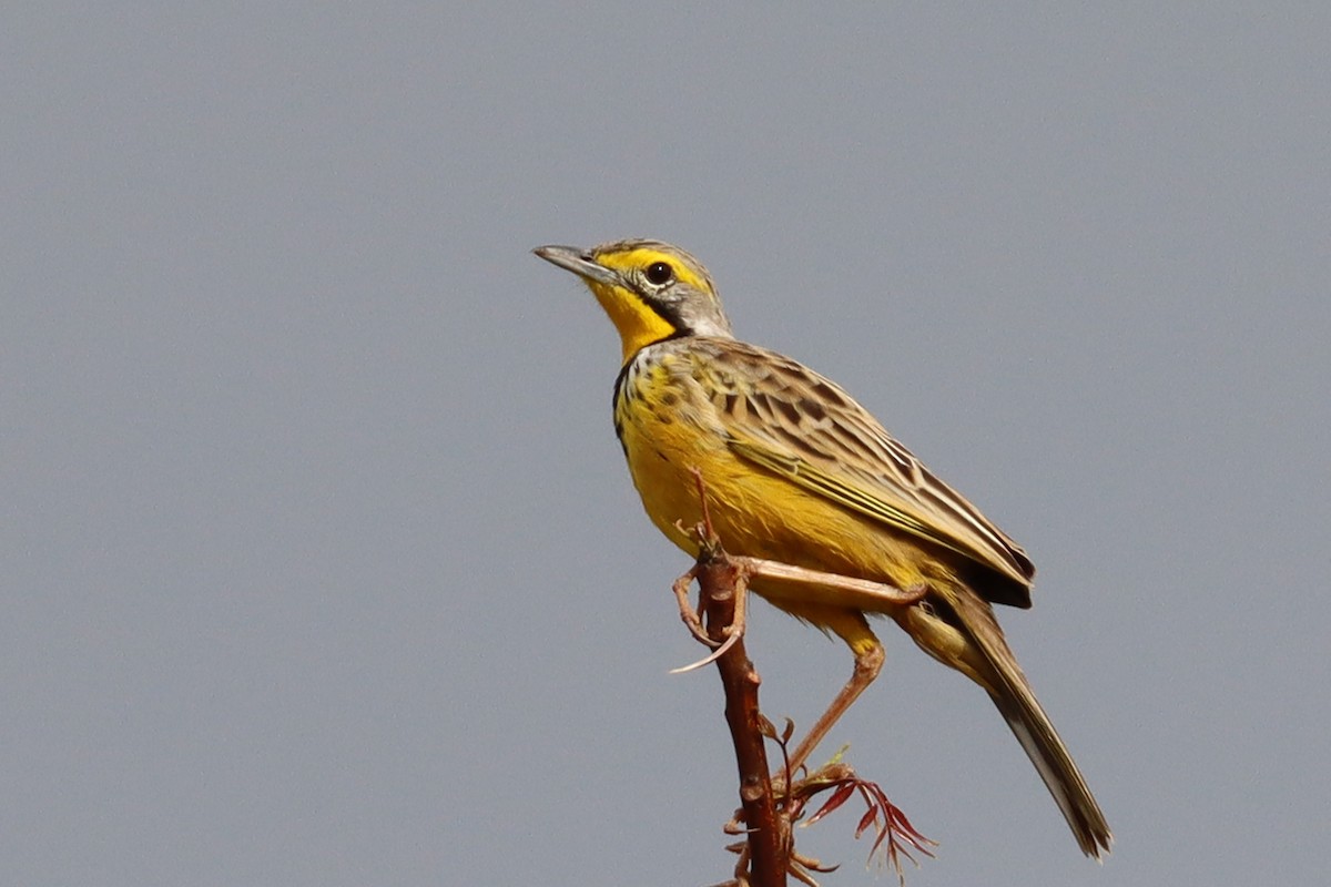 Yellow-throated Longclaw - ML386876511