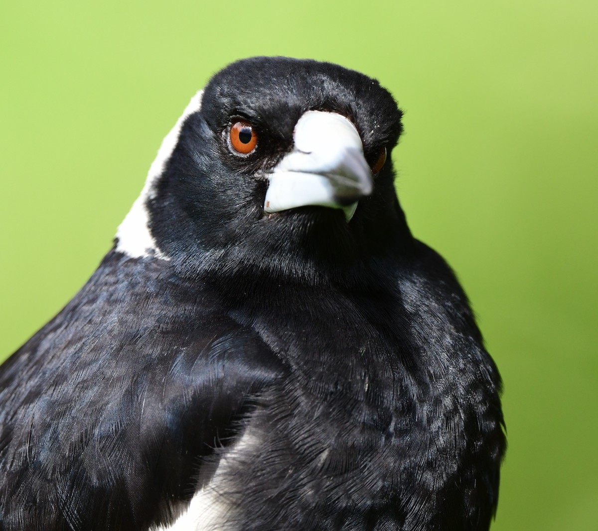 Australian Magpie - ML386879561