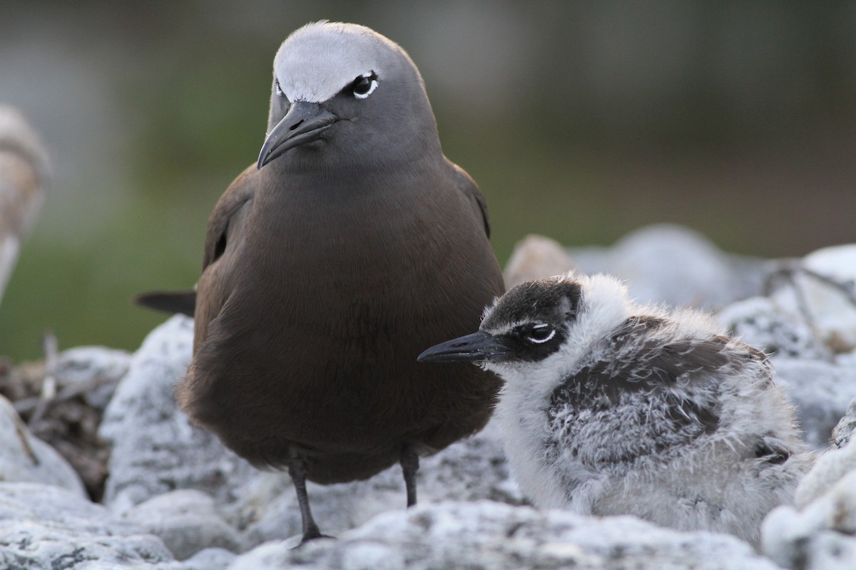 Brown Noddy - Chris Wiley