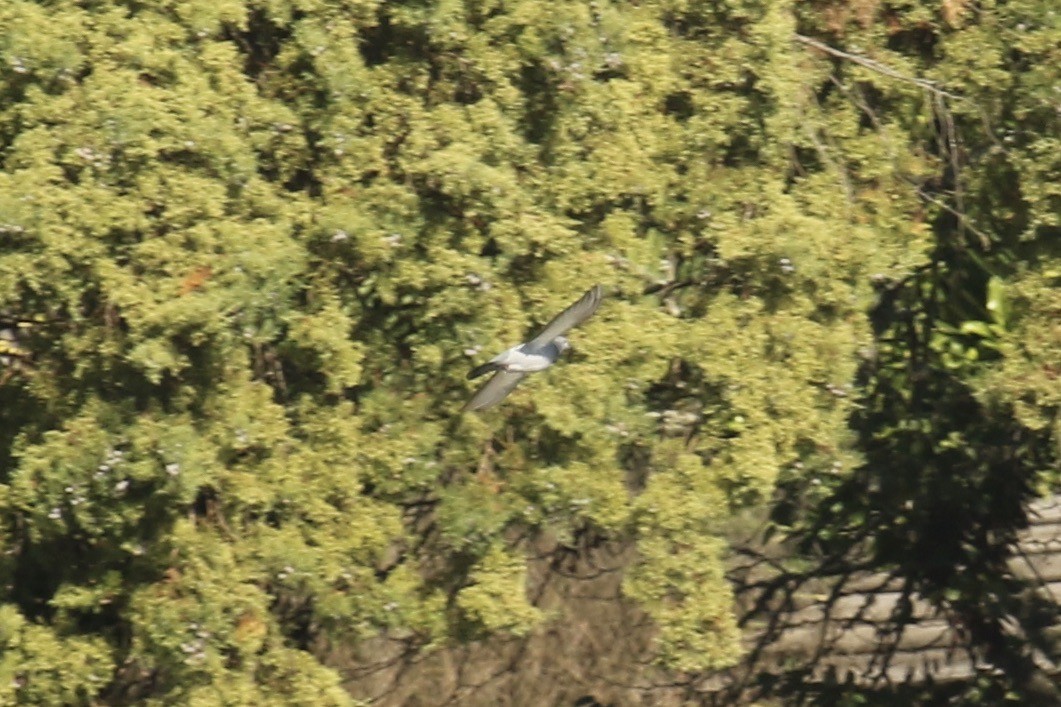 holub skalní (domácí) - ML386881481