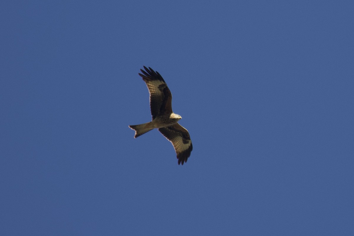 Red Kite - ML386881711