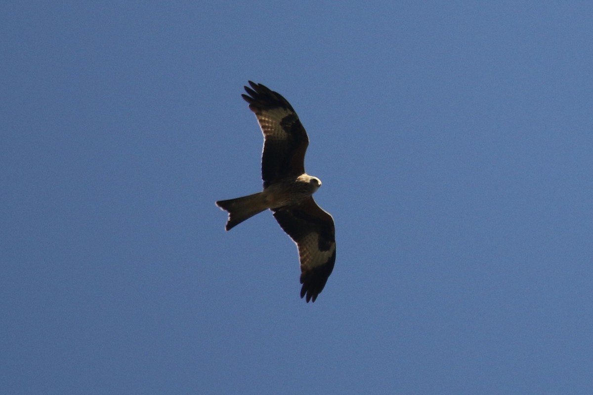 Red Kite - ML386881721