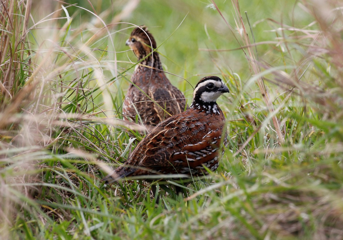 Northern Bobwhite - ML386882491