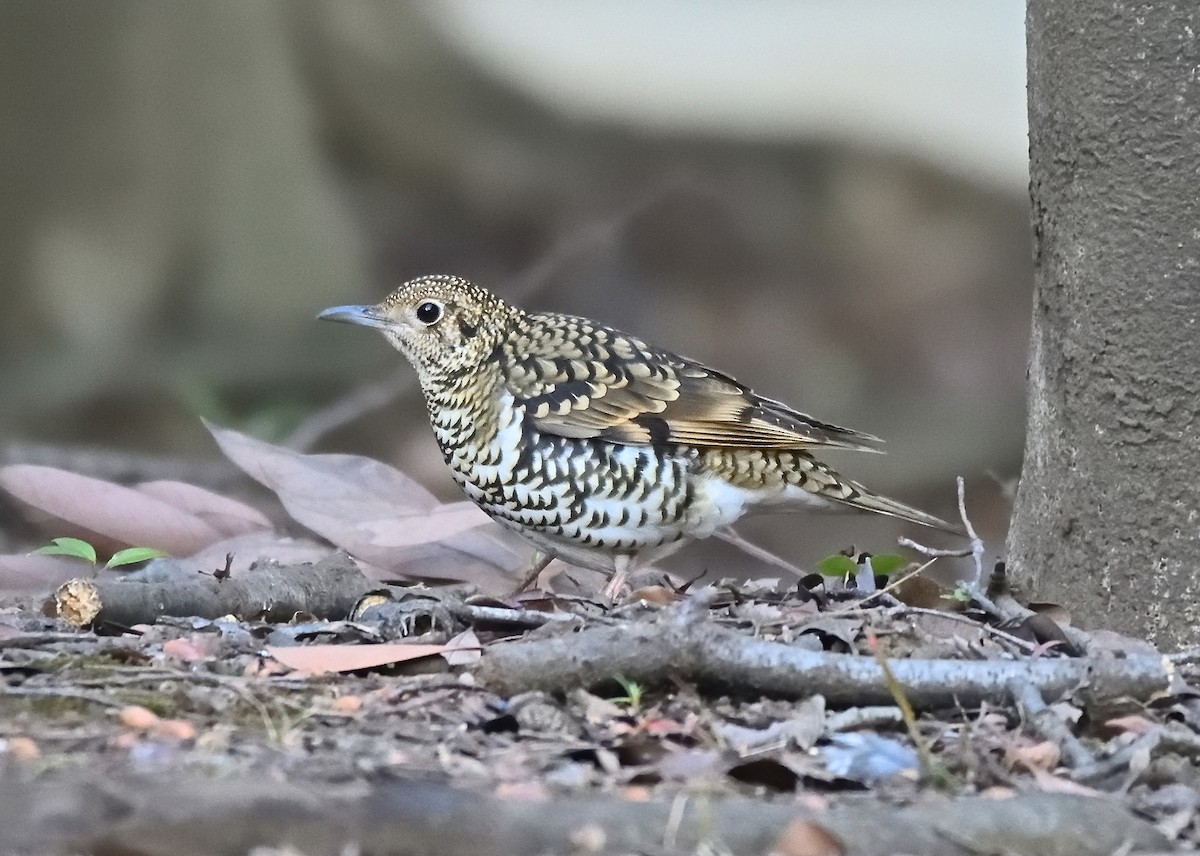 White's Thrush - ML386882831