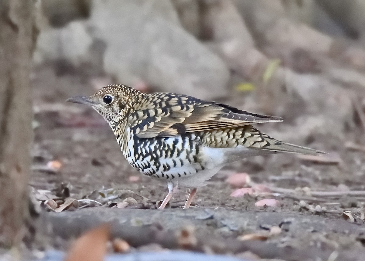 White's Thrush - ML386882851