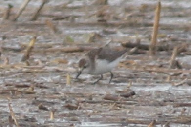 peep sp. - ML386885161