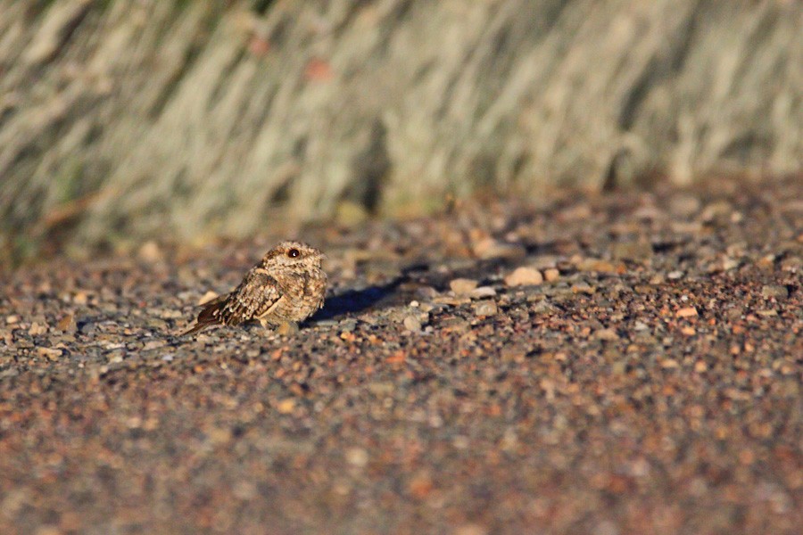 Scissor-tailed Nightjar - ML386885751