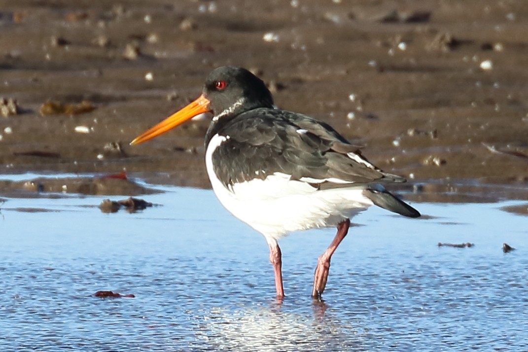 Eurasian Oystercatcher - Bruce Kerr