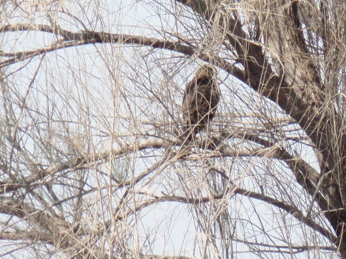 Pallid Harrier - ML386887701