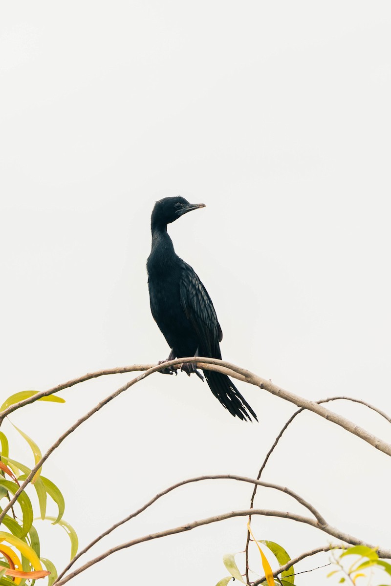 Little Cormorant - Krit Kruaykitanon 🦅