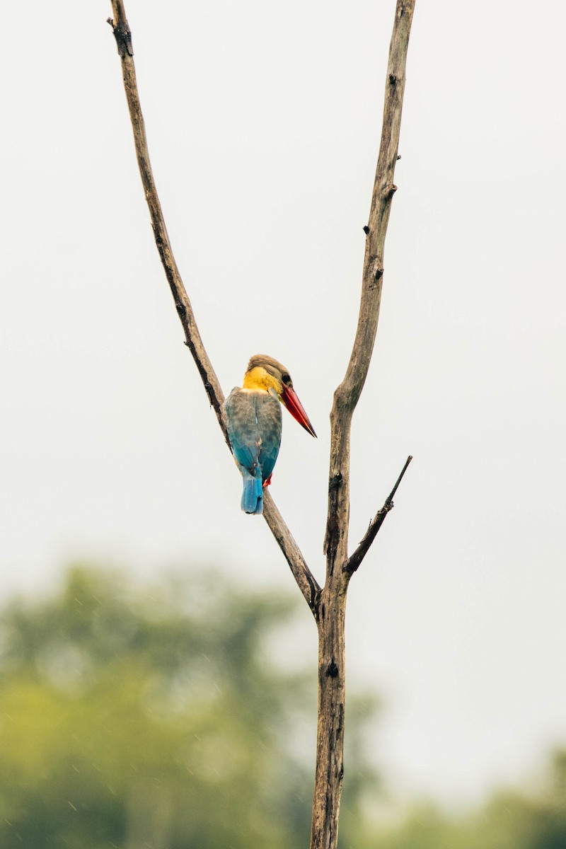 Stork-billed Kingfisher - Krit Kruaykitanon 🦅