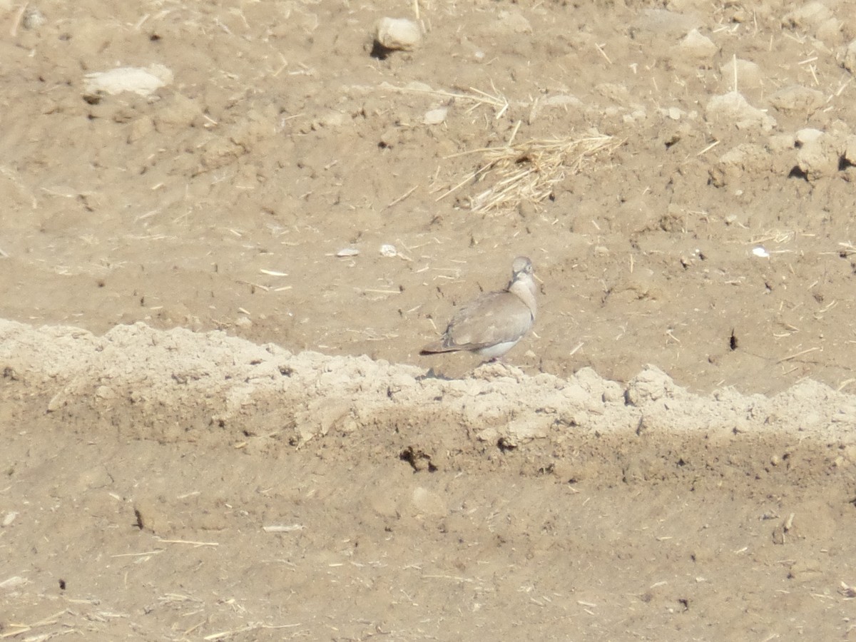 Eurasian Collared-Dove - ML386888211