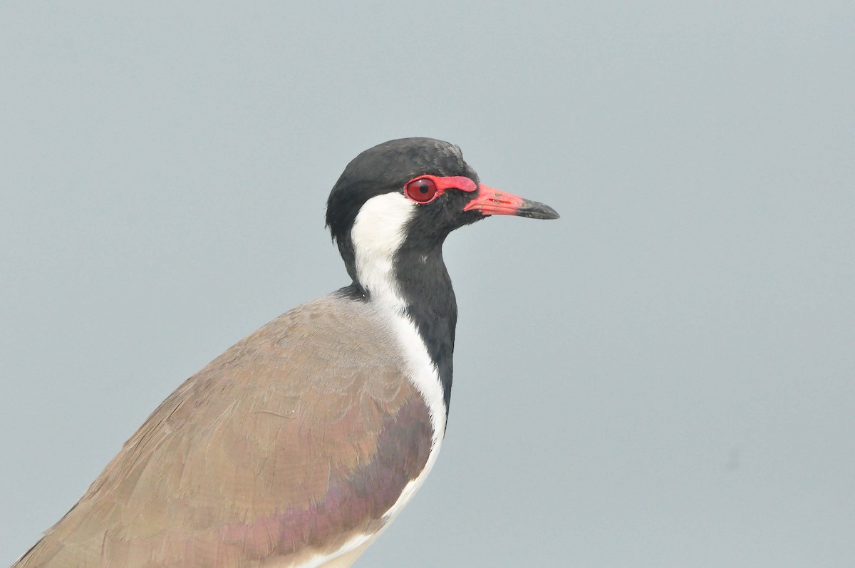 Red-wattled Lapwing - ML386889031