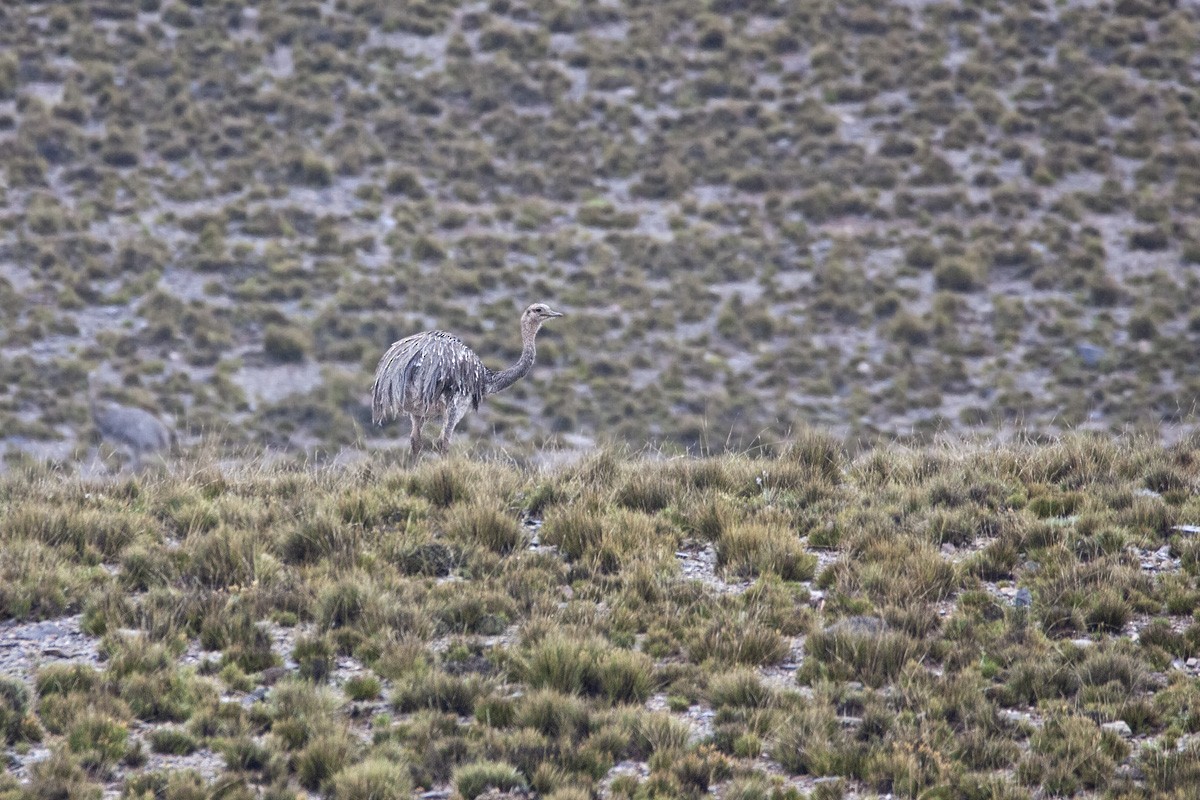 Lesser Rhea (Puna) - ML386889231