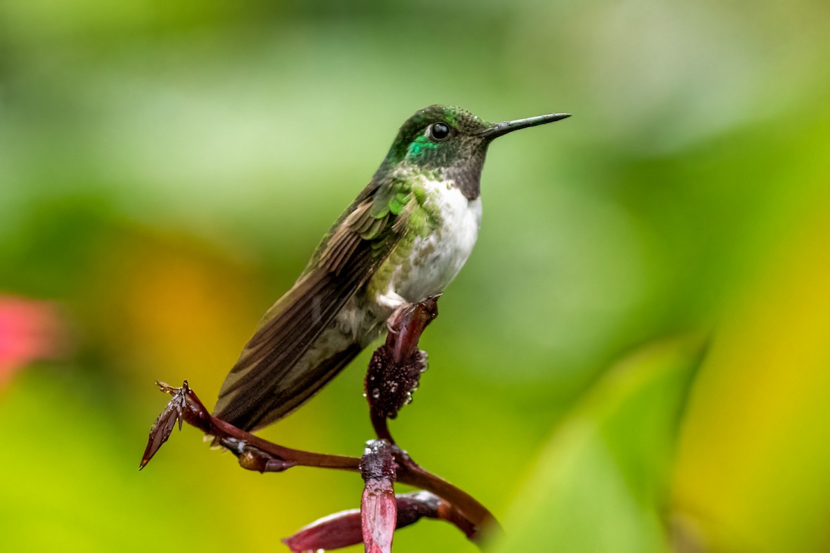 White-bellied Mountain-gem - ML386889331