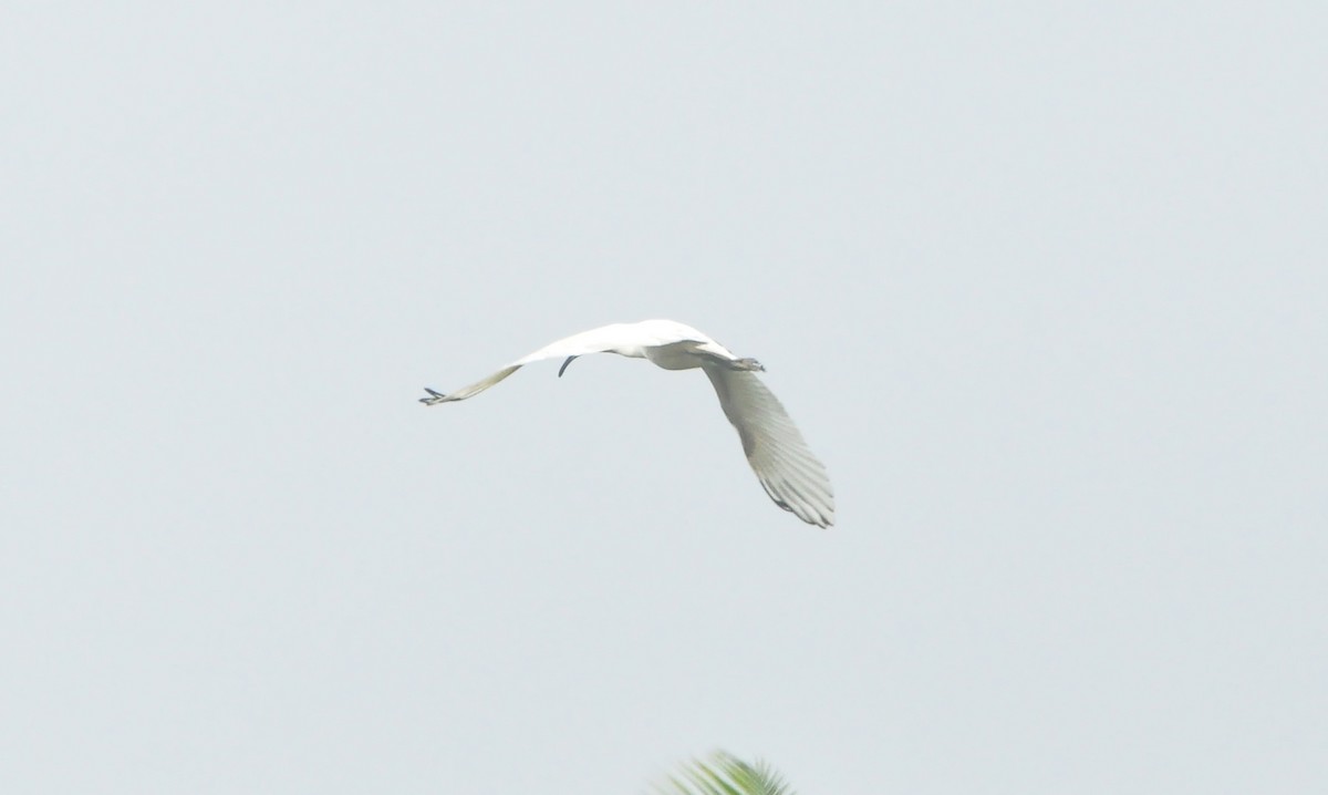 Black-headed Ibis - ML386890351