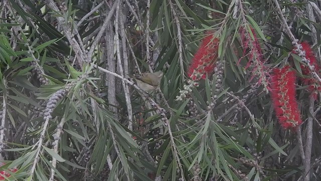 Large-billed Leaf Warbler - ML386891451