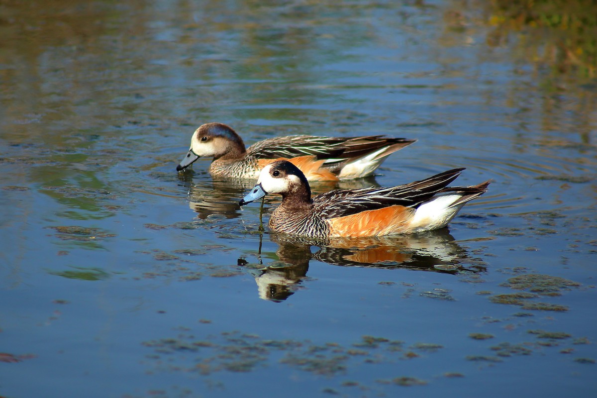 Chiloe Wigeon - Rubén Concha Leiva