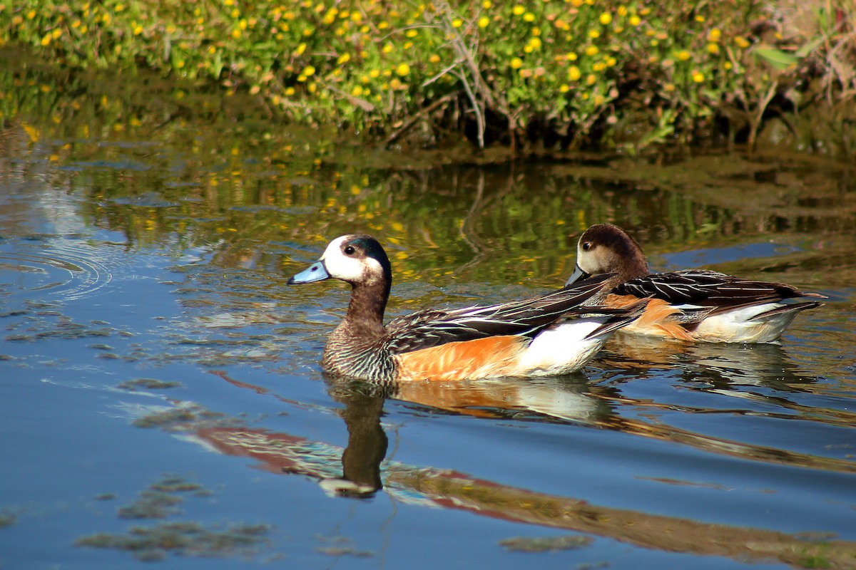 Chiloe Wigeon - Rubén Concha Leiva