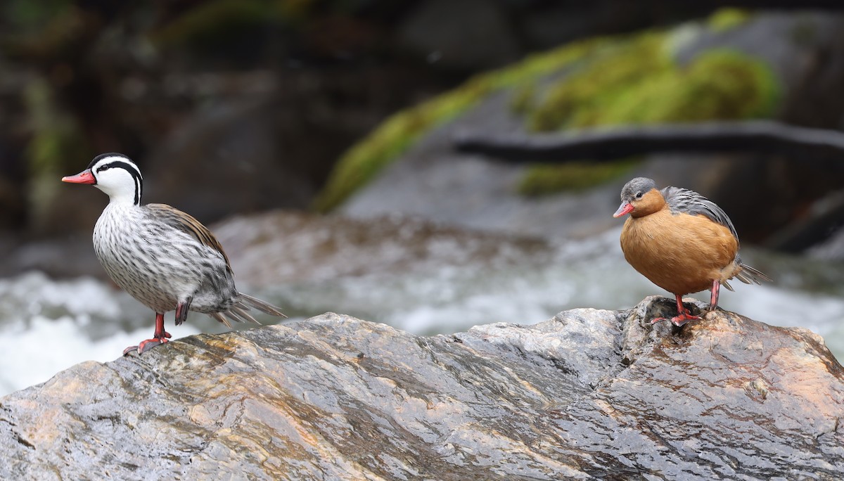 Torrent Duck - ML386891981