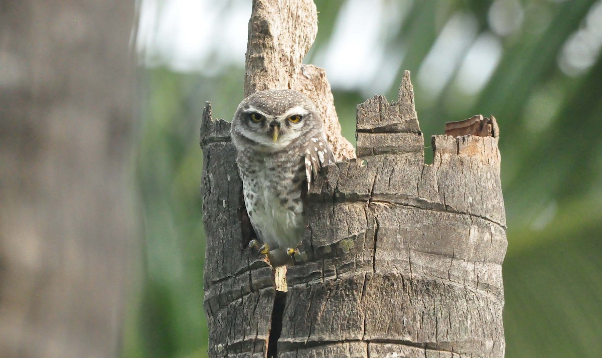 Spotted Owlet - ML386892751
