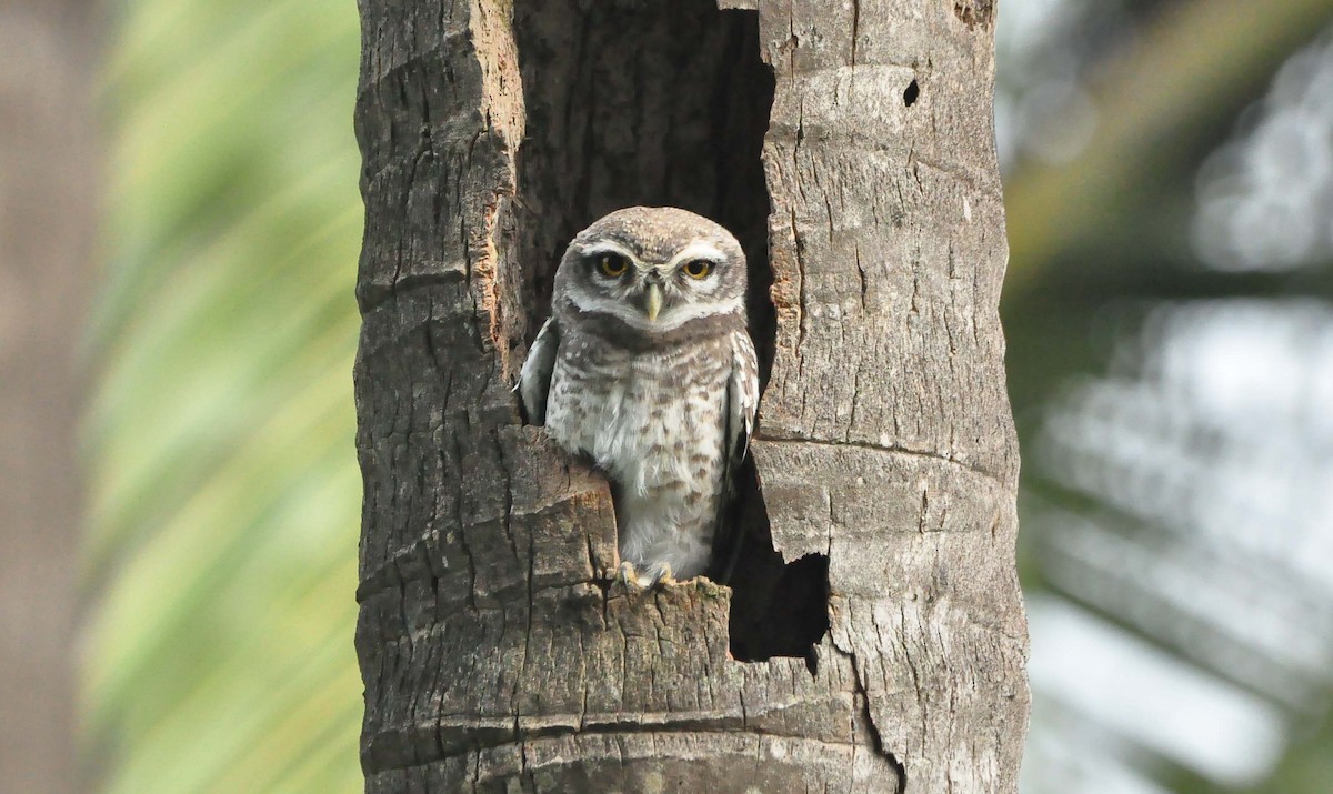 Spotted Owlet - ML386892761