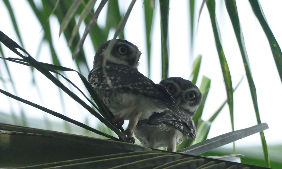 Spotted Owlet - ML386892771