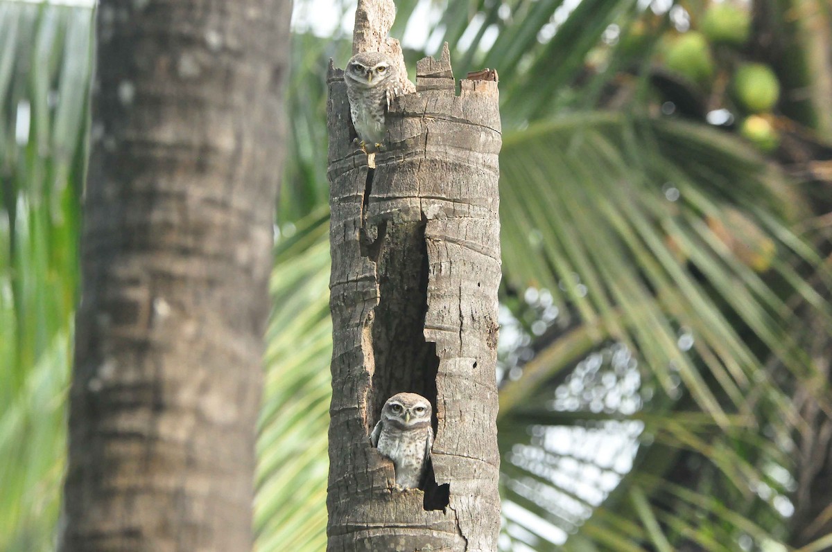 Spotted Owlet - ML386892781
