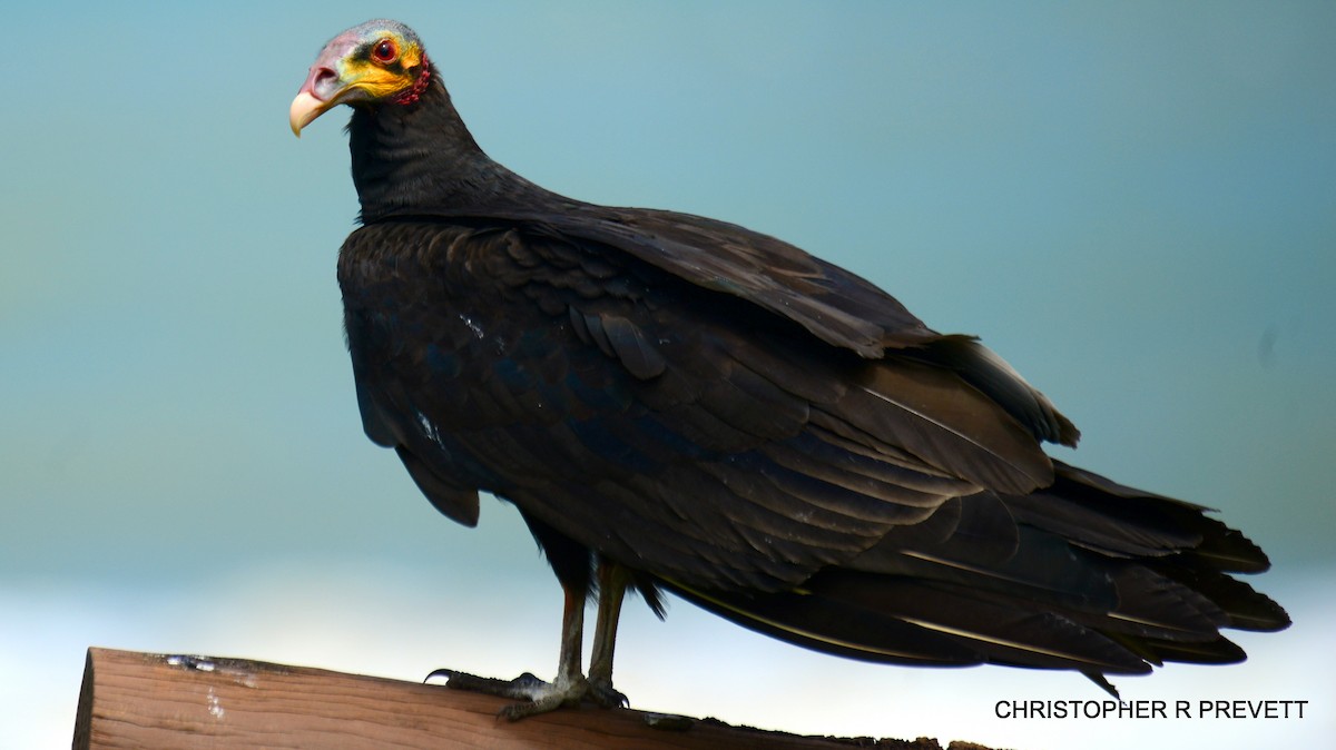 Lesser Yellow-headed Vulture - Christopher Rex Prevett