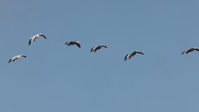 Snow Goose - ML386895221