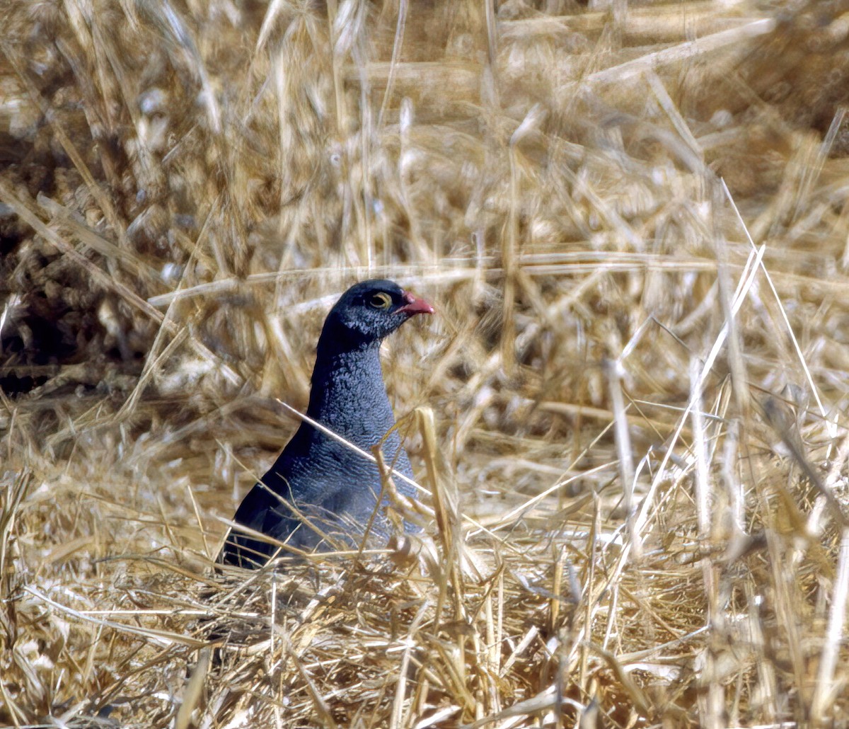 Red-billed Spurfowl - Greg Plowman