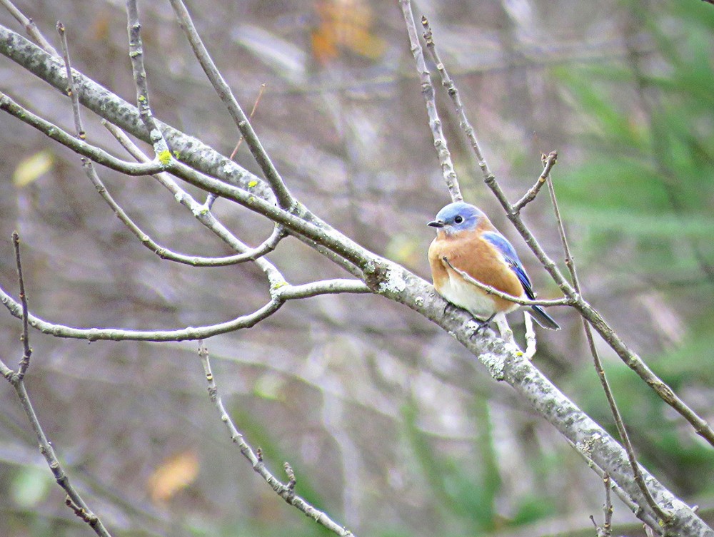 Eastern Bluebird - ML38689581