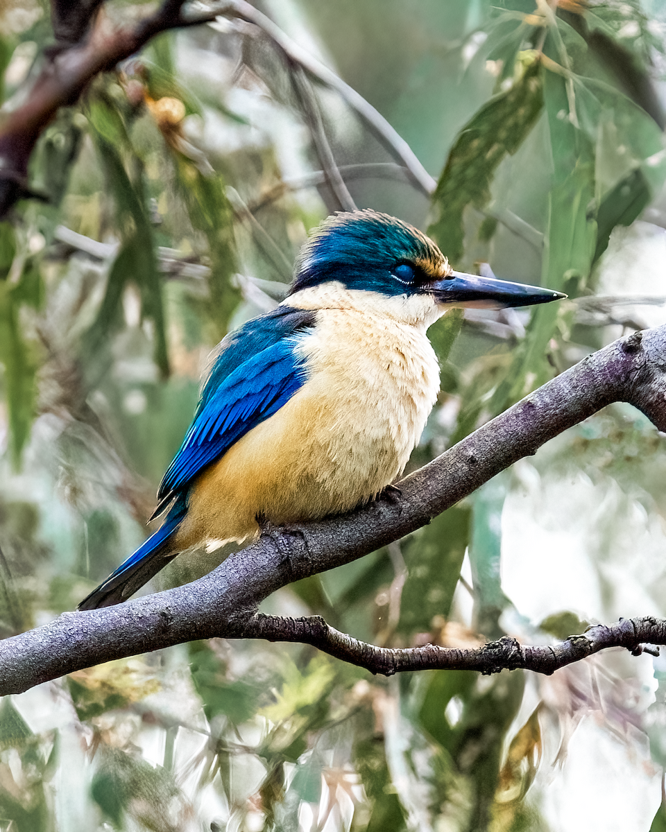 Sacred Kingfisher - ML386896651