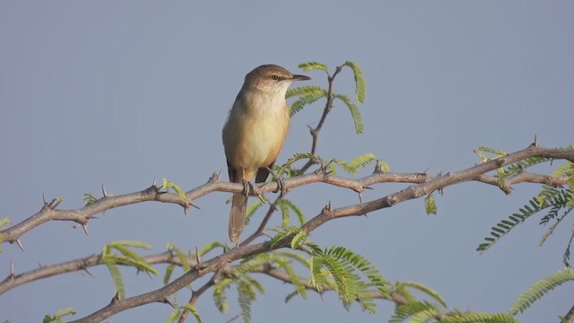 Clamorous Reed Warbler - ML386897221