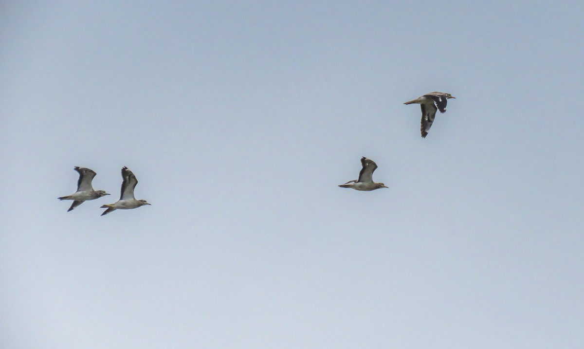 Eurasian Thick-knee - ML386900301