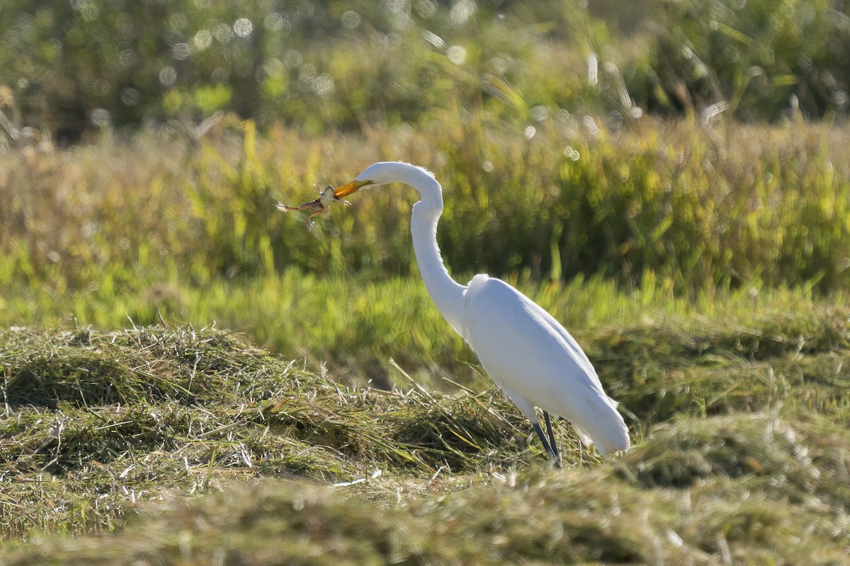 Great Egret - ML386900401