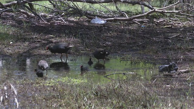 Dusky Moorhen - ML386900471