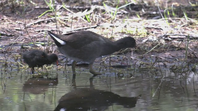 Dusky Moorhen - ML386900521