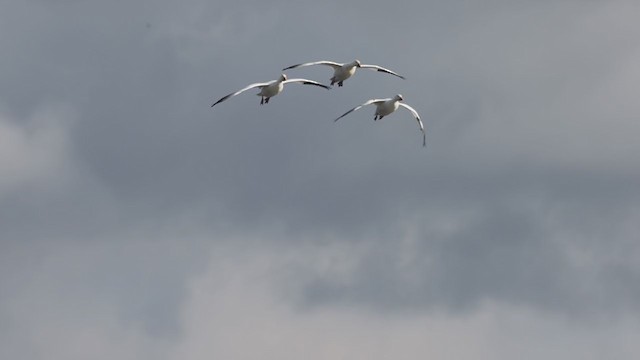 Snow Goose - ML386900771