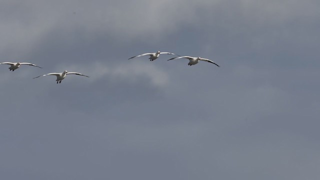 Snow Goose - ML386902701