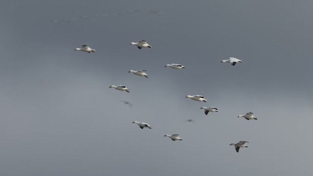 Snow Goose - ML386903951