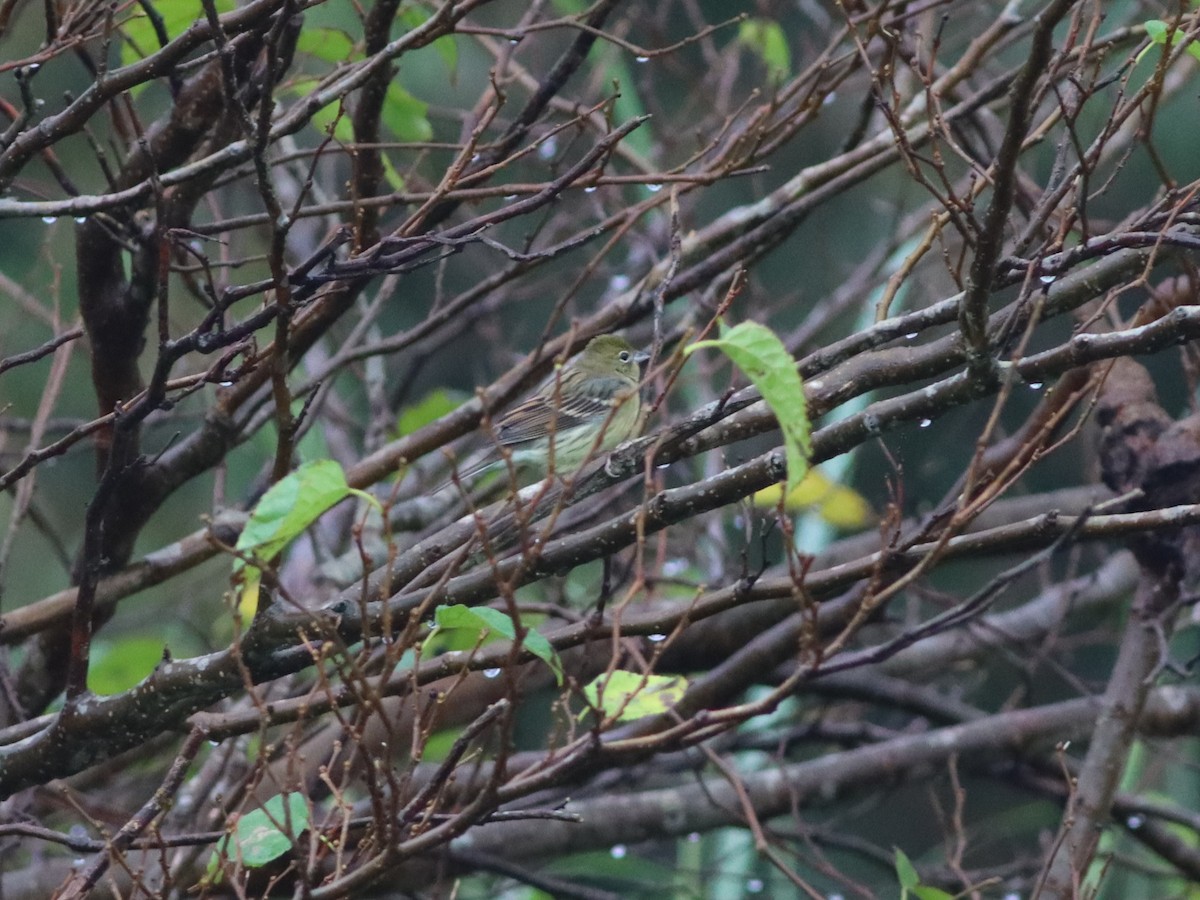 Yellow Bunting - ML386904711