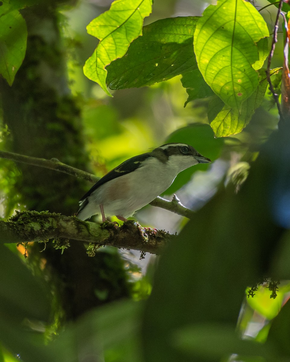 White-browed Shrike-Babbler - ML386905581