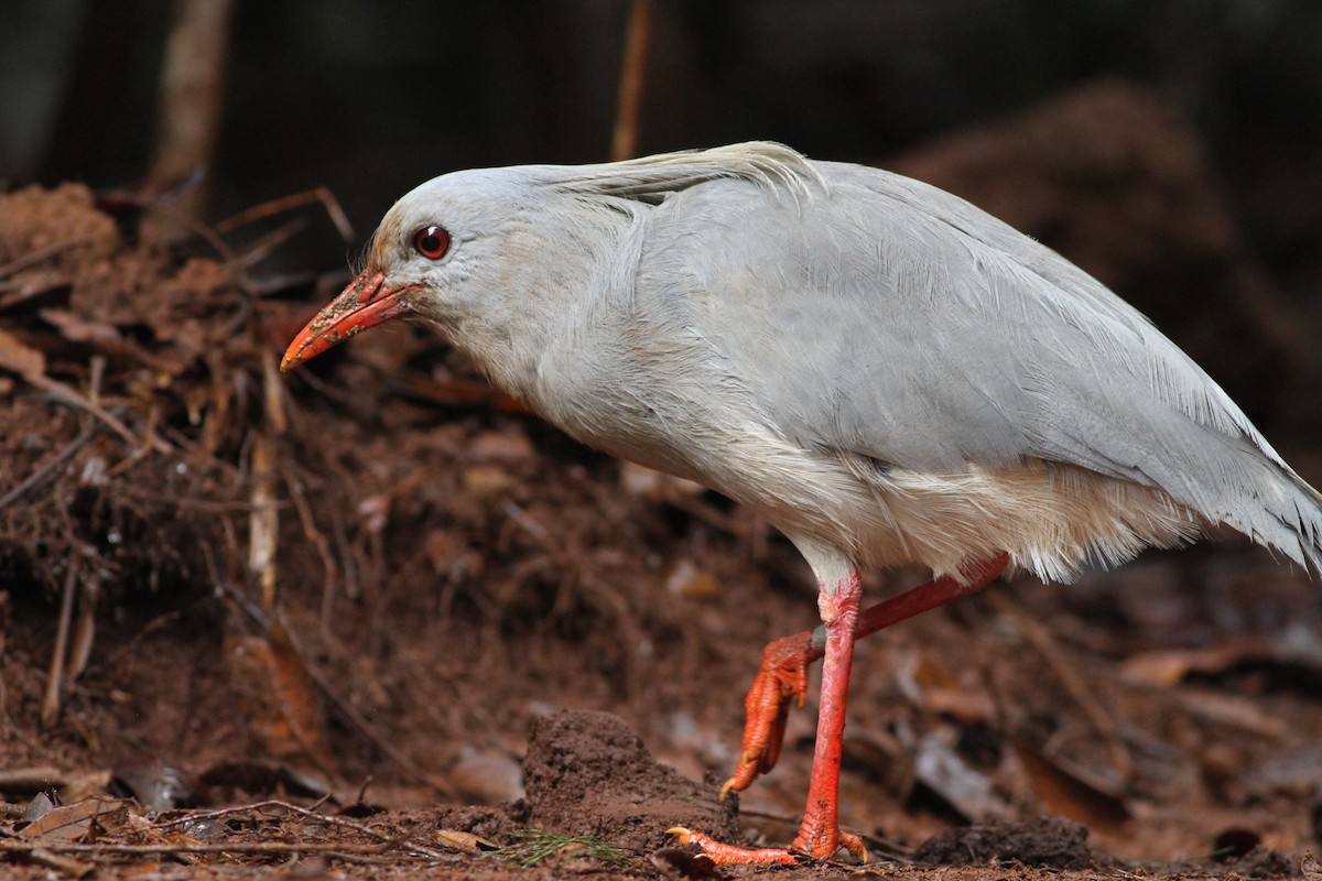 eBird Checklist - 5 Dec 2014 - Parc de la Rivière Bleue (Blue River NP ...