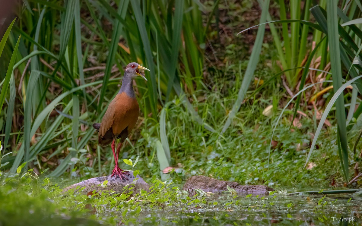 Gray-cowled Wood-Rail - ML386905971