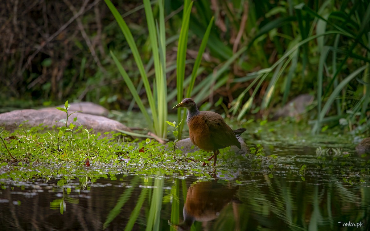 Gray-cowled Wood-Rail - ML386905991