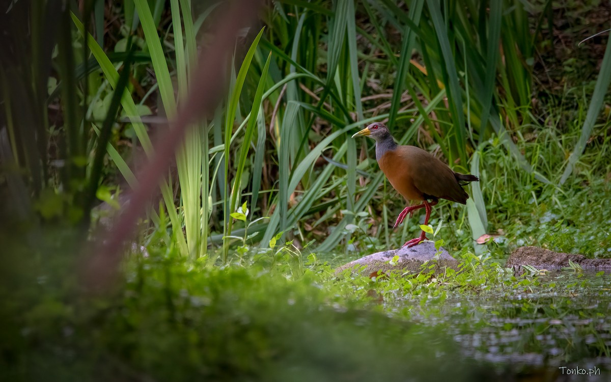 Gray-cowled Wood-Rail - ML386906011