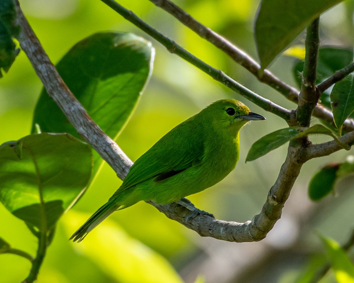 Lesser Green Leafbird - ML386906741