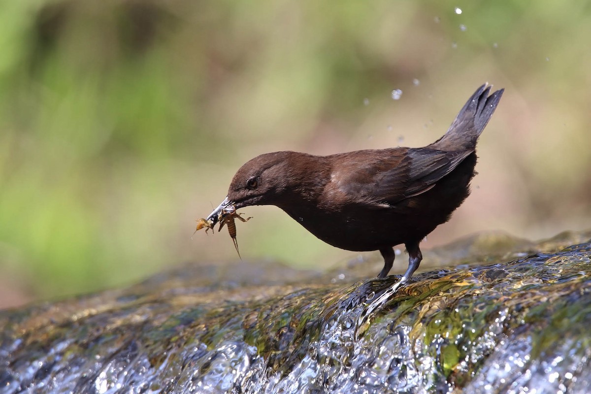 Brown Dipper - ML386907311