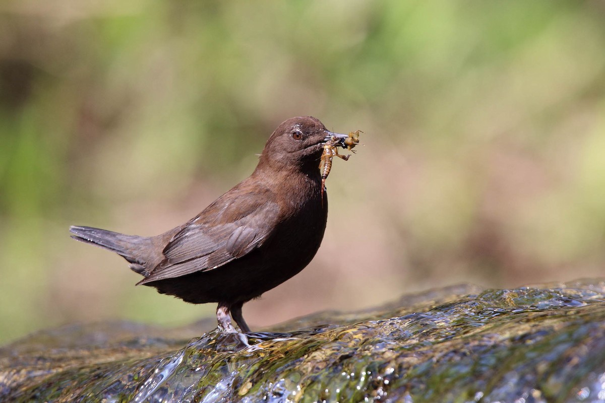 Brown Dipper - ML386907321